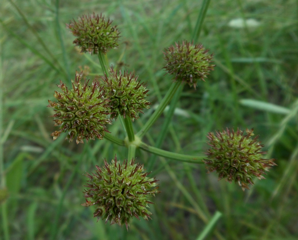 Oenanthe silaifolia M.Bieb./Finocchio acquatico silaifoglio
